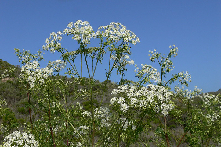 poison hemlock plants