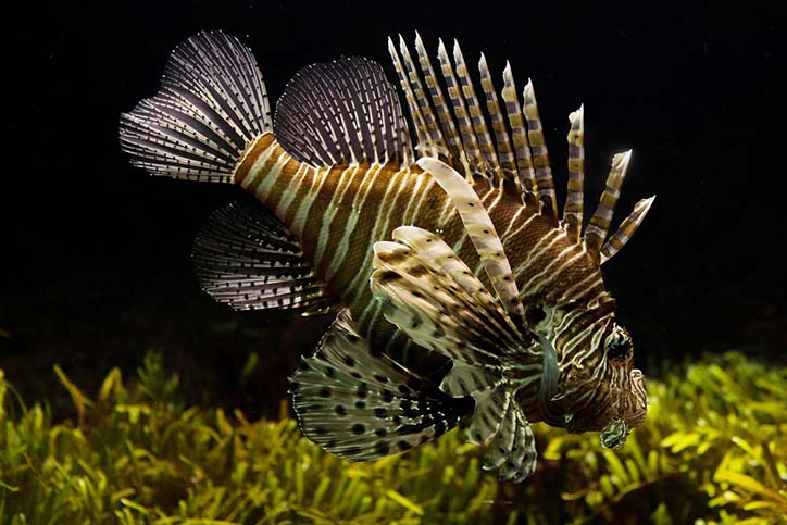 Side view of a Lionfish swimming in tank