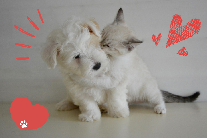 A fluffy white puppy and a light-colored kitten cuddle closely on a light background. The kitten wraps its front legs around the puppy and nuzzles its face. Red illustrated hearts and accent lines surround them, emphasizing affection, with a red heart and white paw print in the corner.