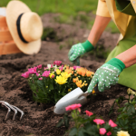 Someone planting a group of flowers in soil wearing gloves and holding a small shovel.