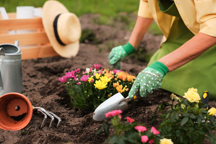 Someone planting a group of flowers in soil wearing gloves and holding a small shovel.